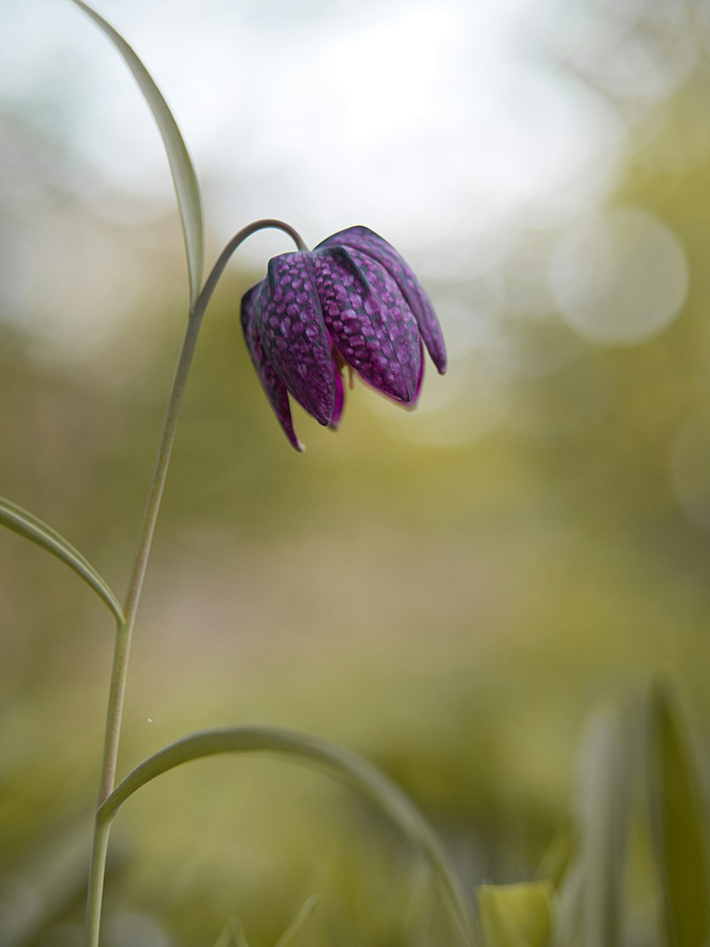 purple flower in tilt shift lens