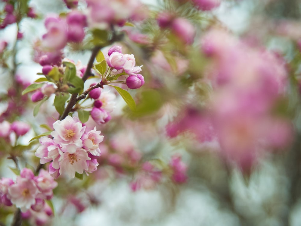 pink cherry blossom in close up photography