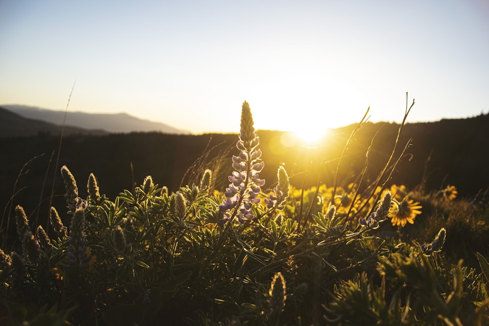 green grass field during sunset