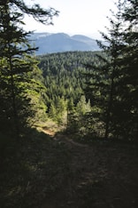 green pine trees on mountain during daytime