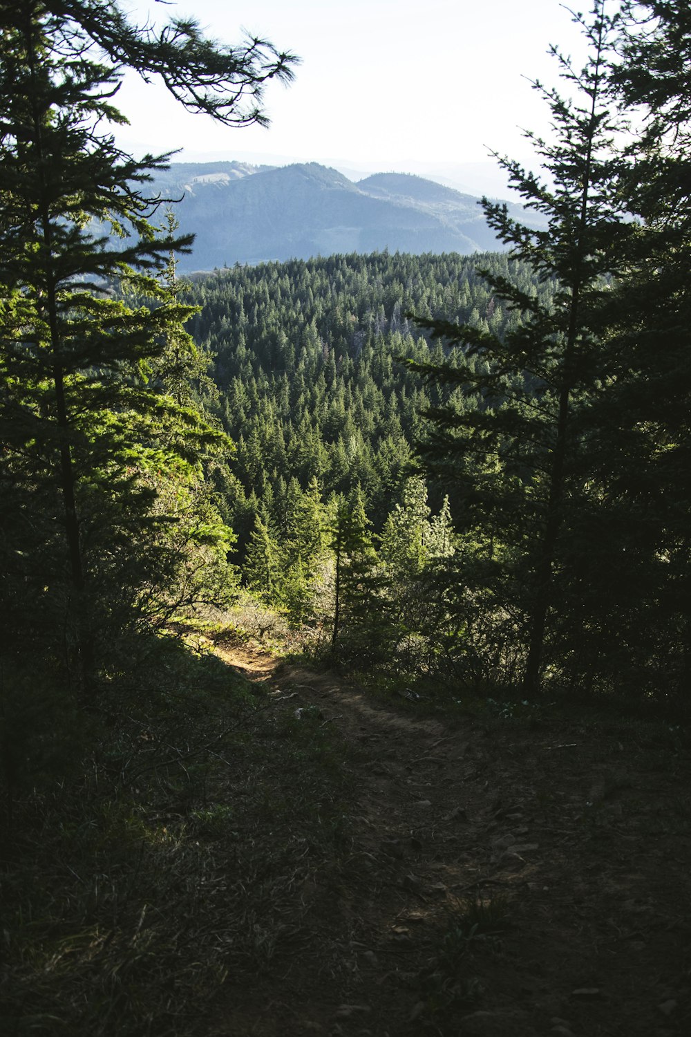 green pine trees on mountain during daytime