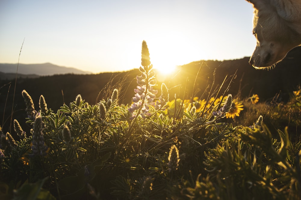 yellow flower field during daytime