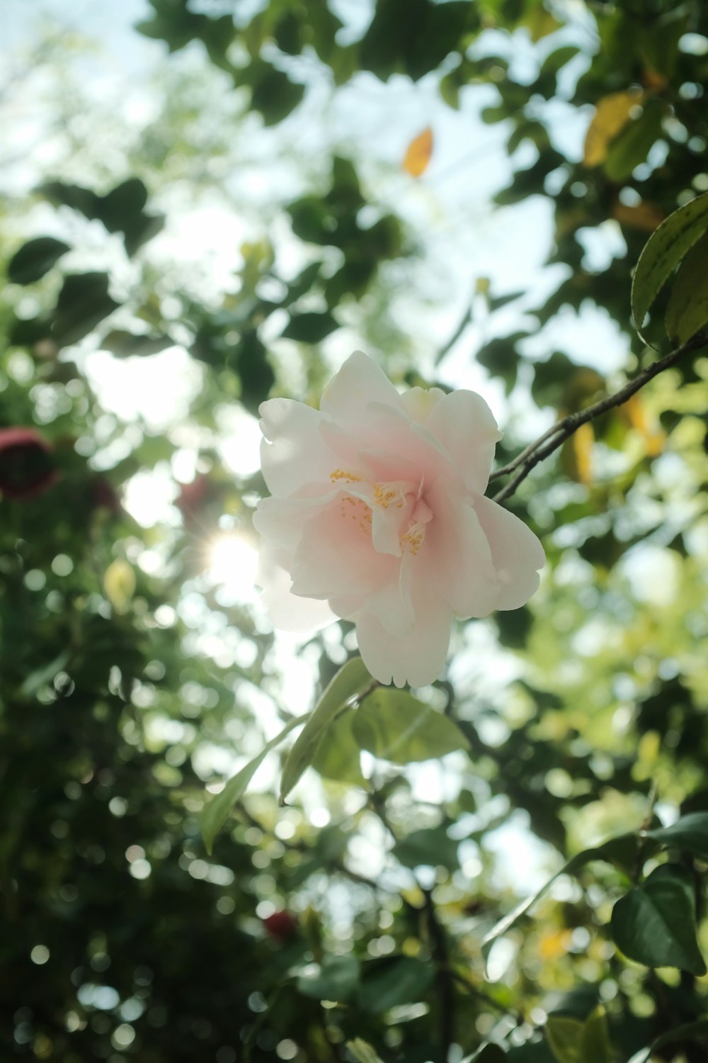 white and pink flower in tilt shift lens