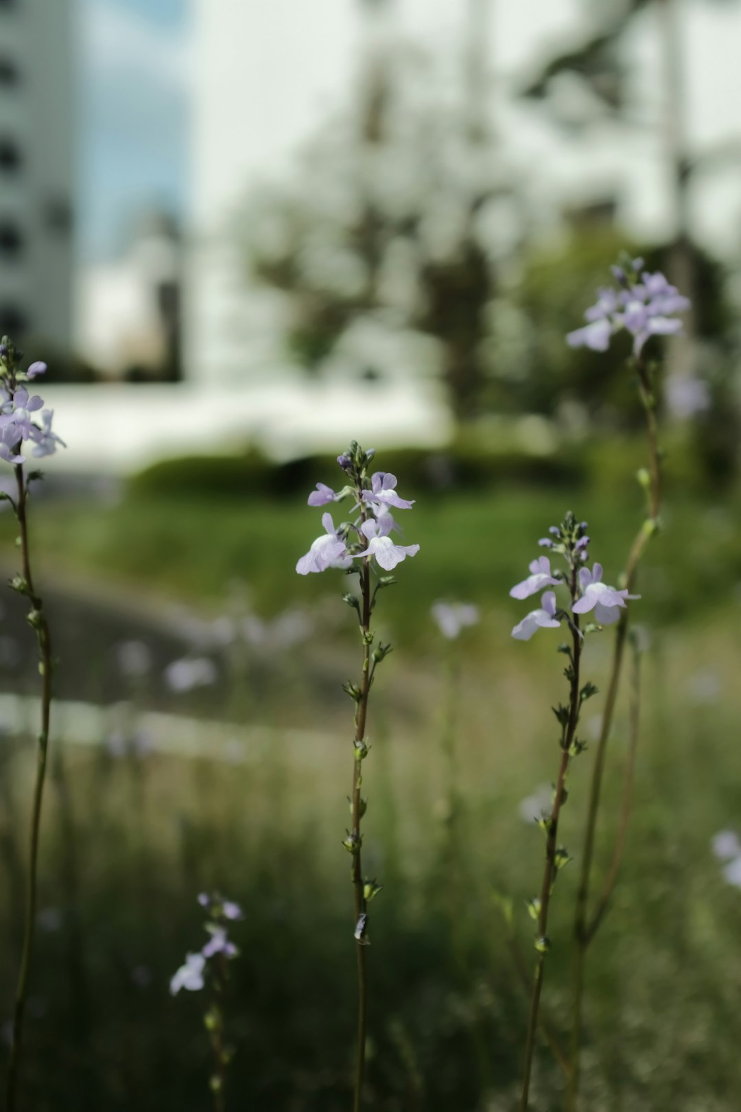 white and purple flowers in tilt shift lens