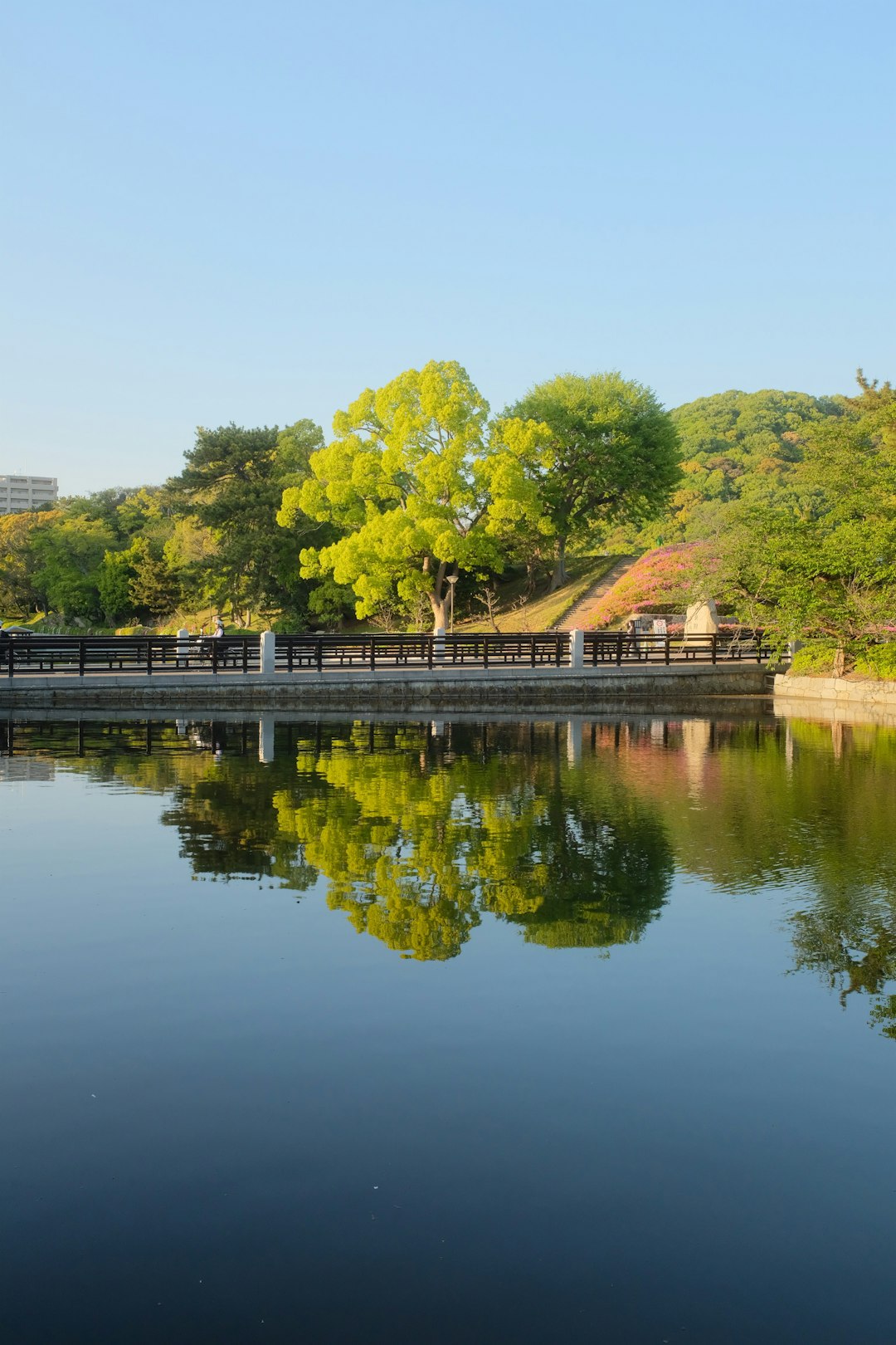 green trees beside river during daytime