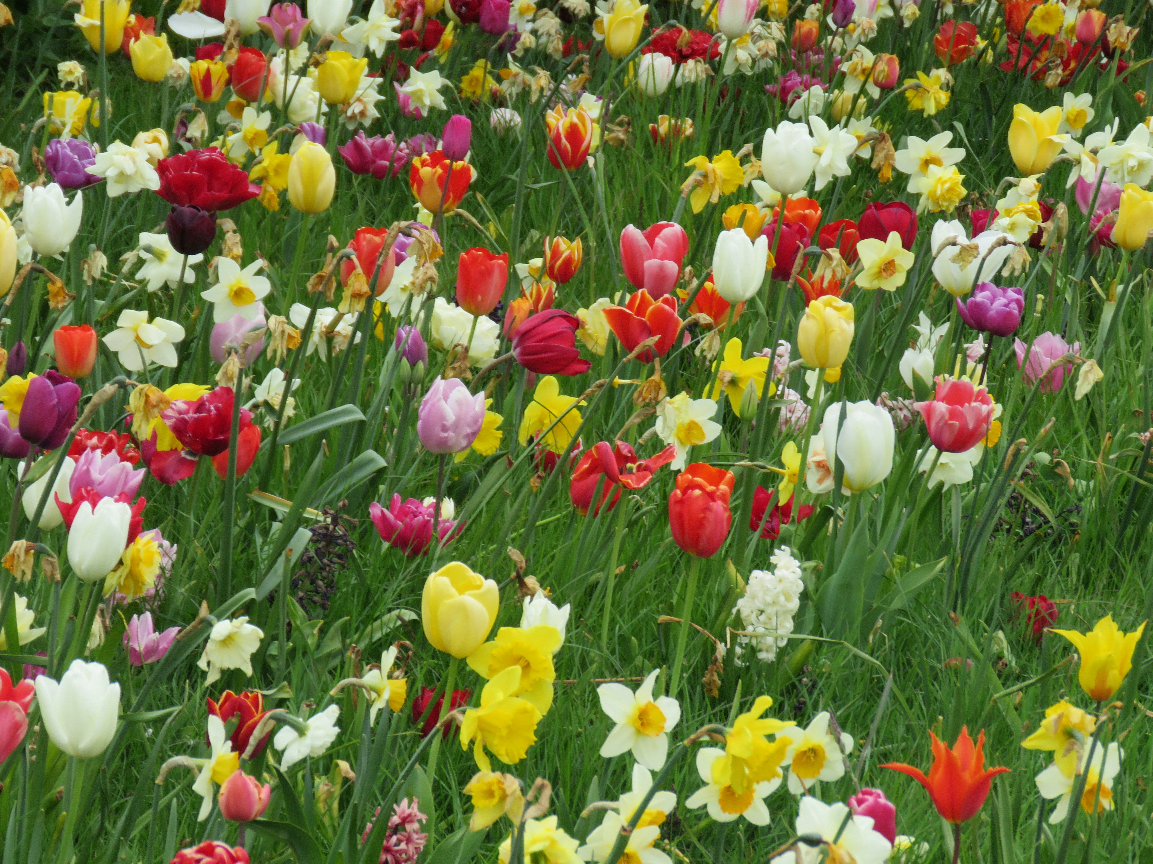 Champ de tulipes jaunes et rouges photo – Photo Rainham Kent Royaume ...