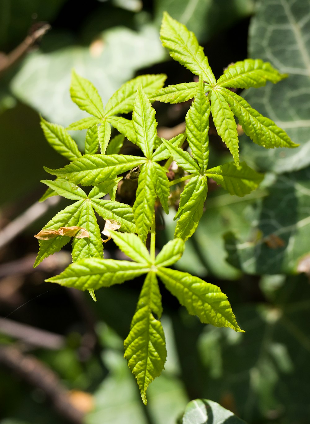 green leaf plant in close up photography