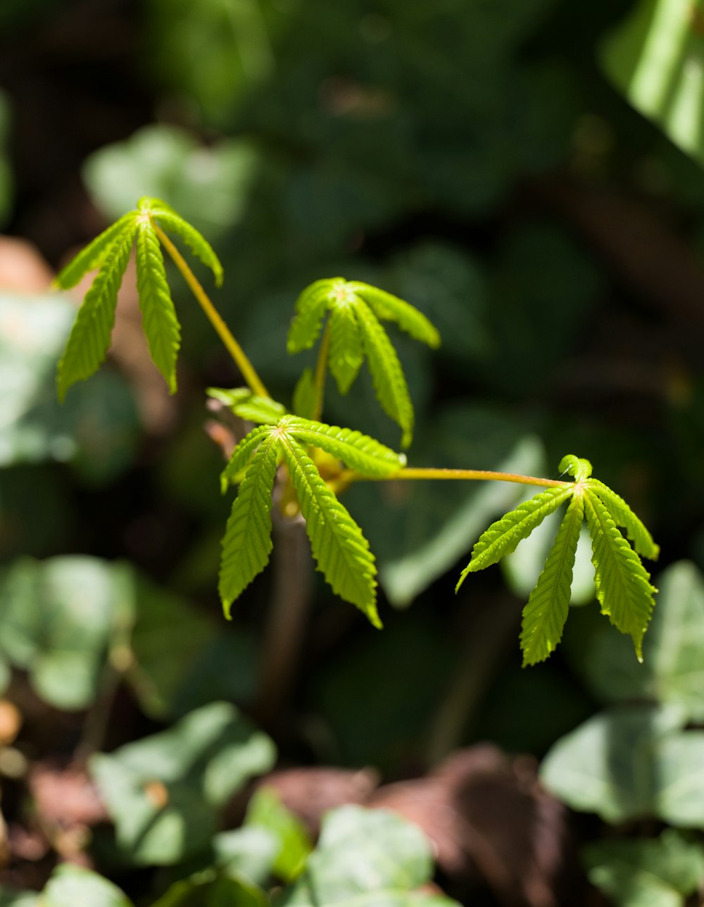 green leaf in macro shot