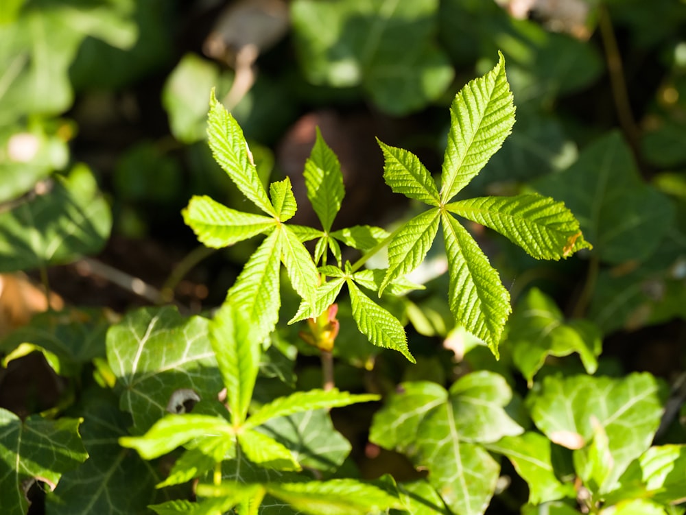 green leaf plant in close up photography