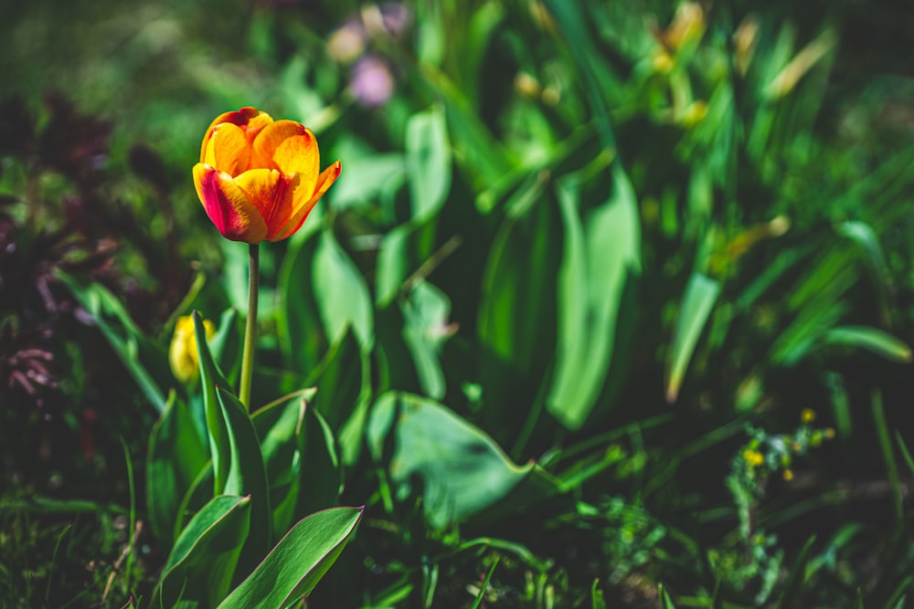 yellow and red flower in tilt shift lens