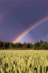 green grass field with rainbow