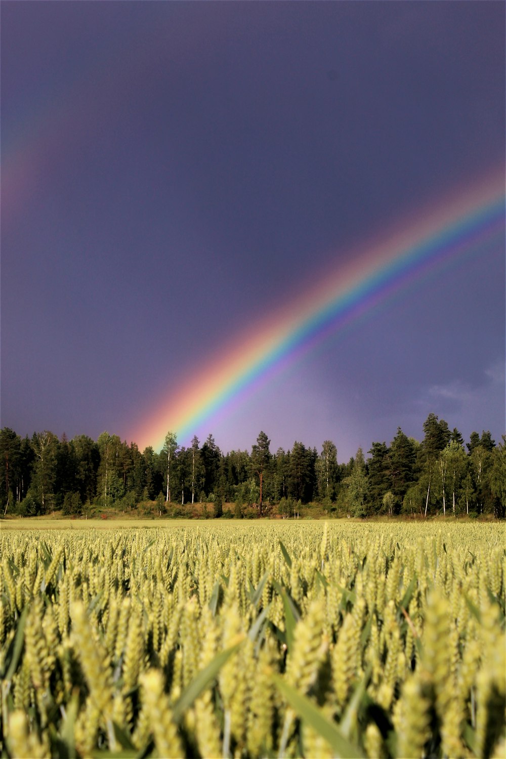green grass field with rainbow