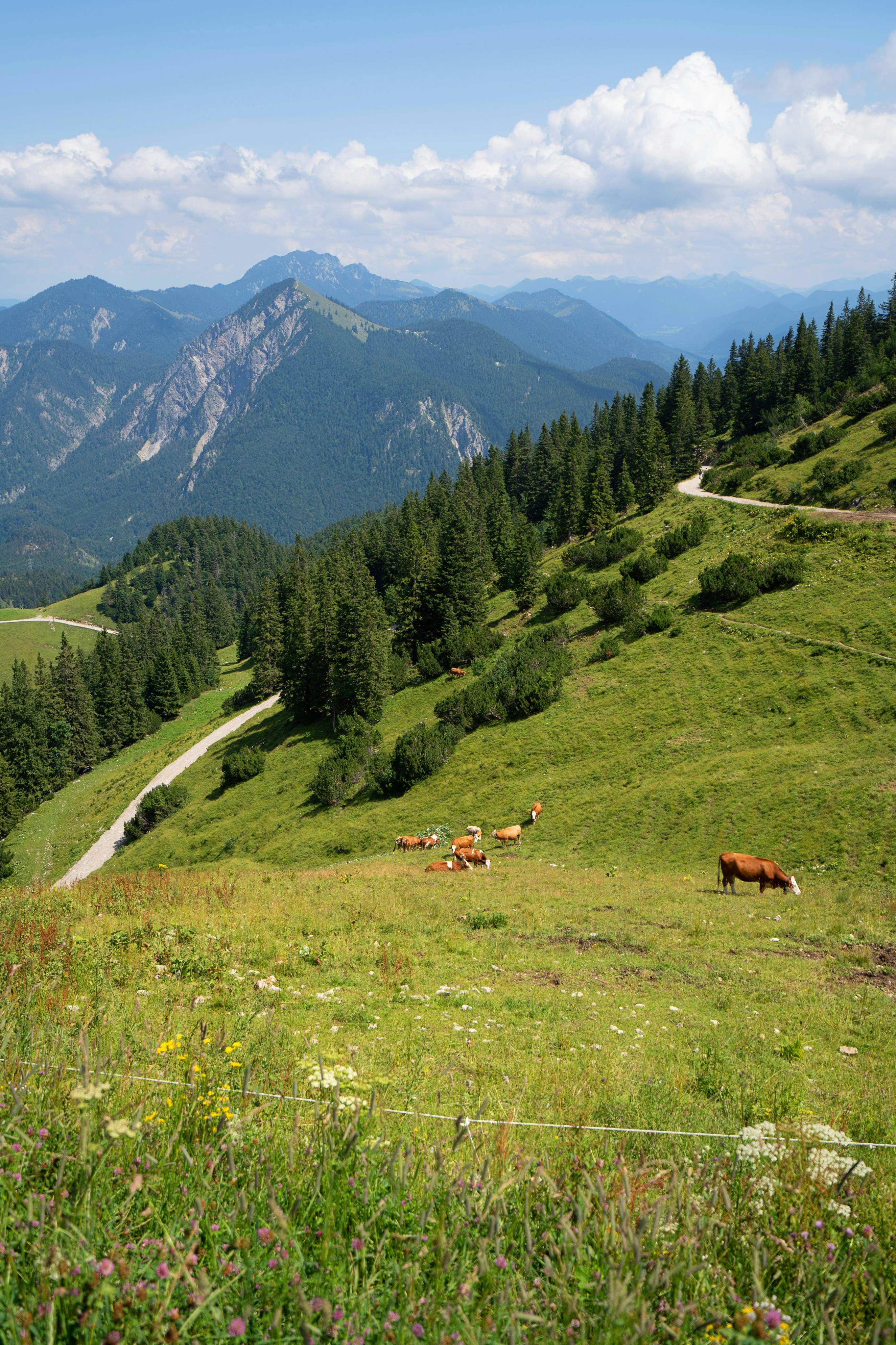 horses on green grass field near green trees and mountains during daytime