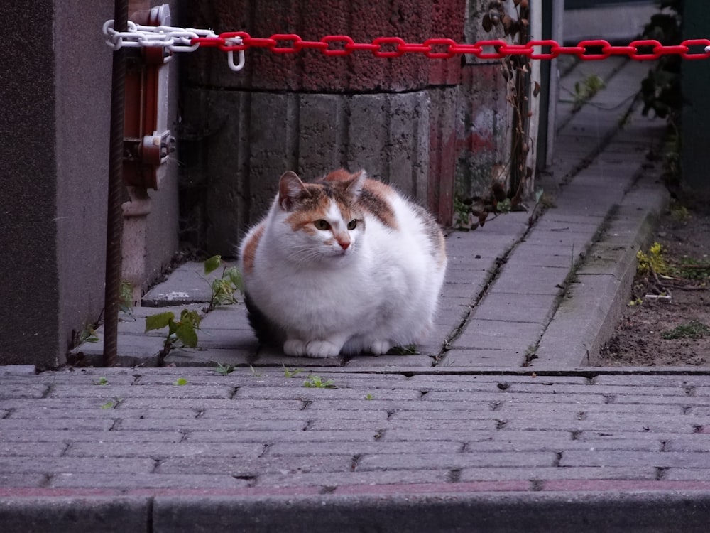 white and brown cat on gray concrete floor