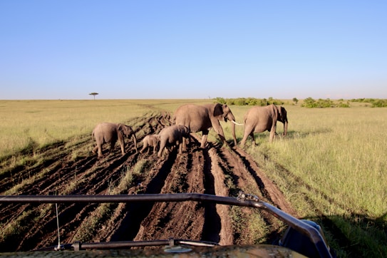 A family of elephants consisting of two adults and two calves walk across a dirt path in an open savannah landscape. The sky above is clear and blue, while the grass around is lush and green. A distant tree is visible on the horizon, adding to the vastness of the landscape.