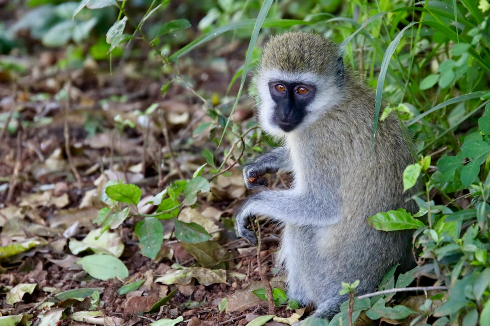 gray monkey on green grass during daytime