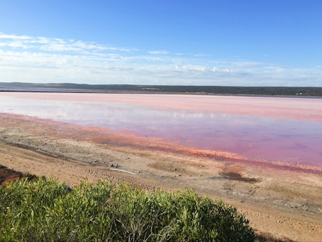 A pink-hued lake stretches across the landscape, bordered by sandy and earthy shorelines. Lush green shrubs are in the foreground, with a clear blue sky above, dotted with scattered clouds. The scene conveys a sense of tranquility and natural beauty.