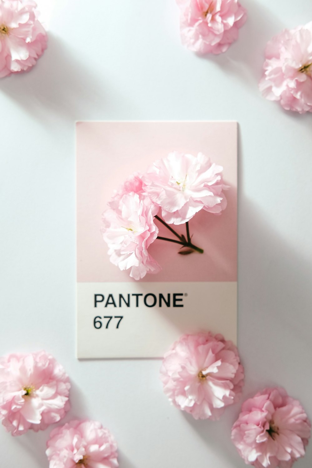 pink rose flower on white table