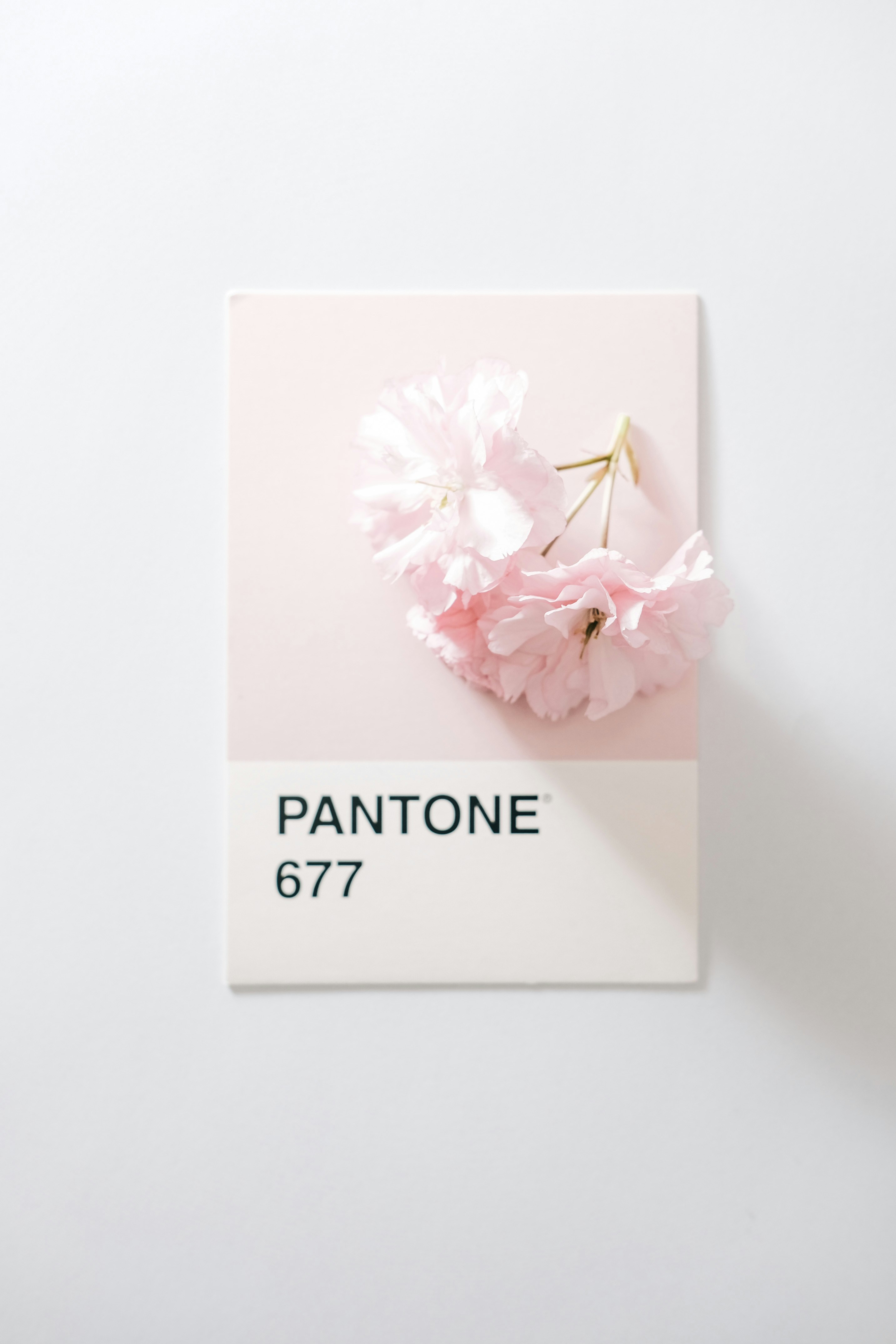 Spring Day Pictures Download Free Images On Unsplash