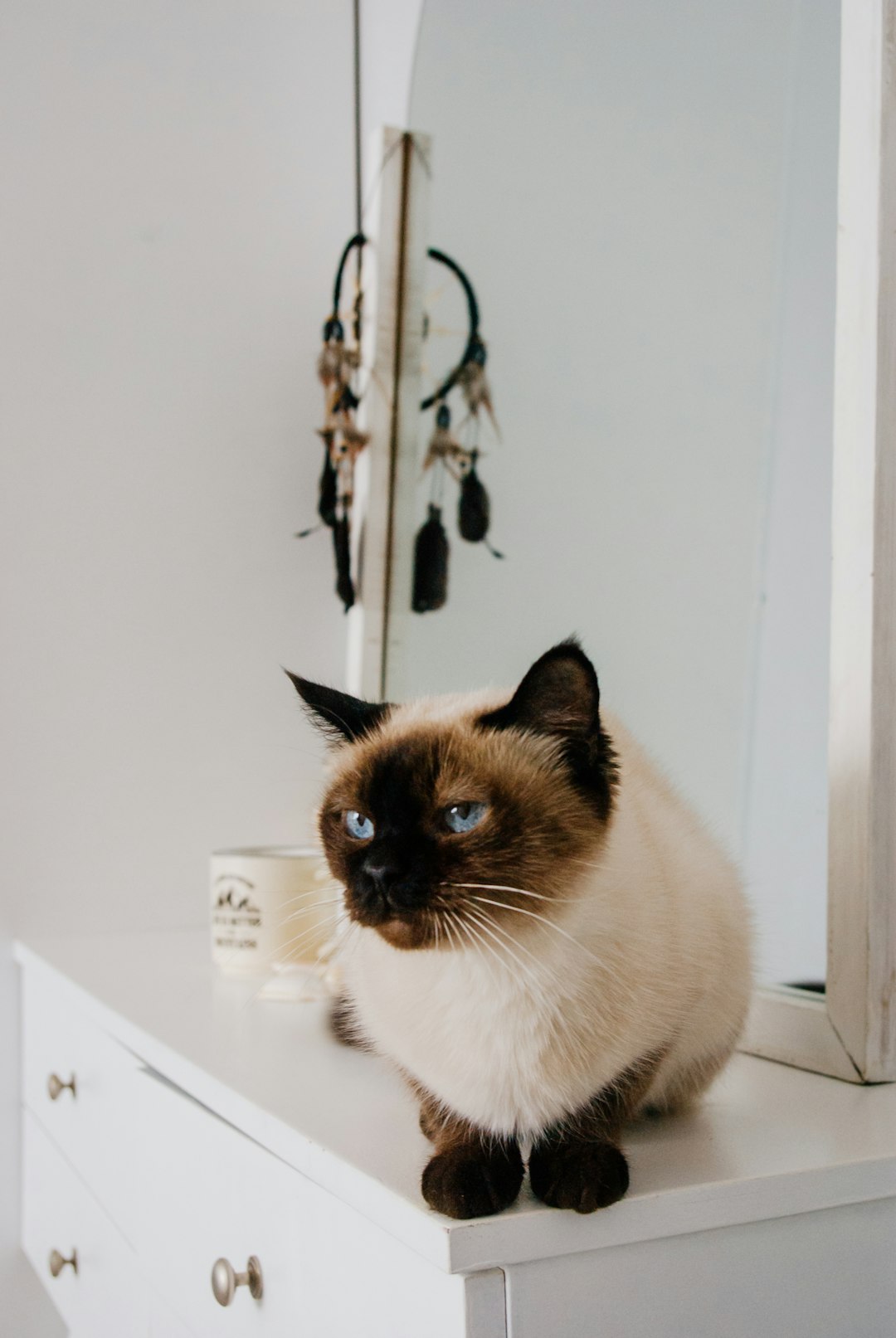 white and black cat on white table