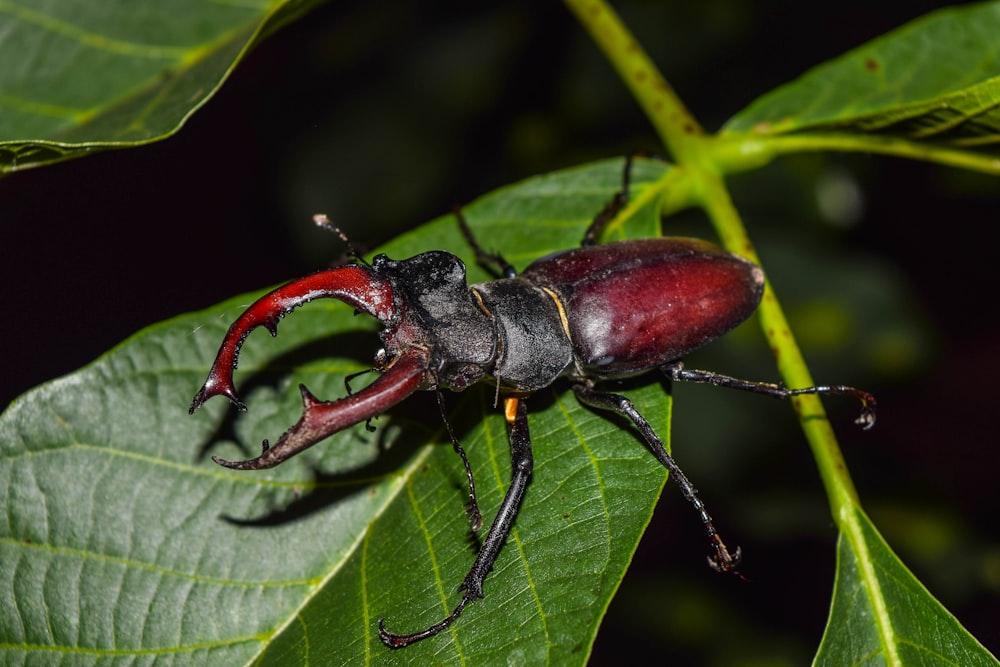 Un primer plano de un insecto en una hoja