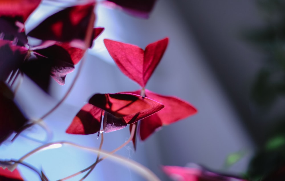 red leaves in tilt shift lens