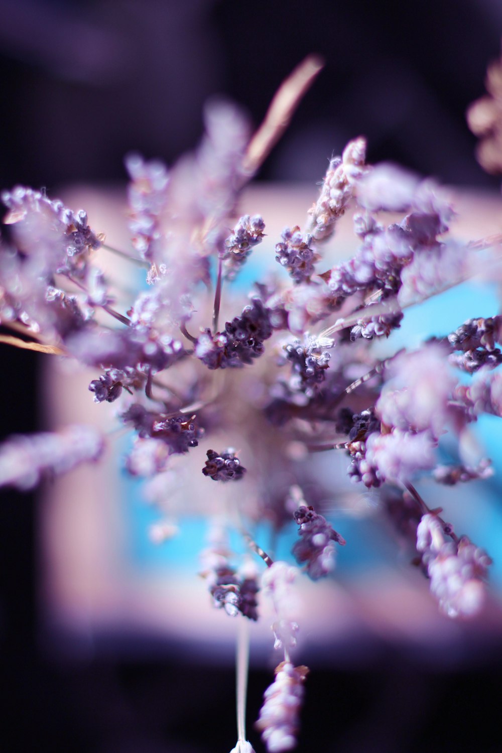 white flowers in tilt shift lens