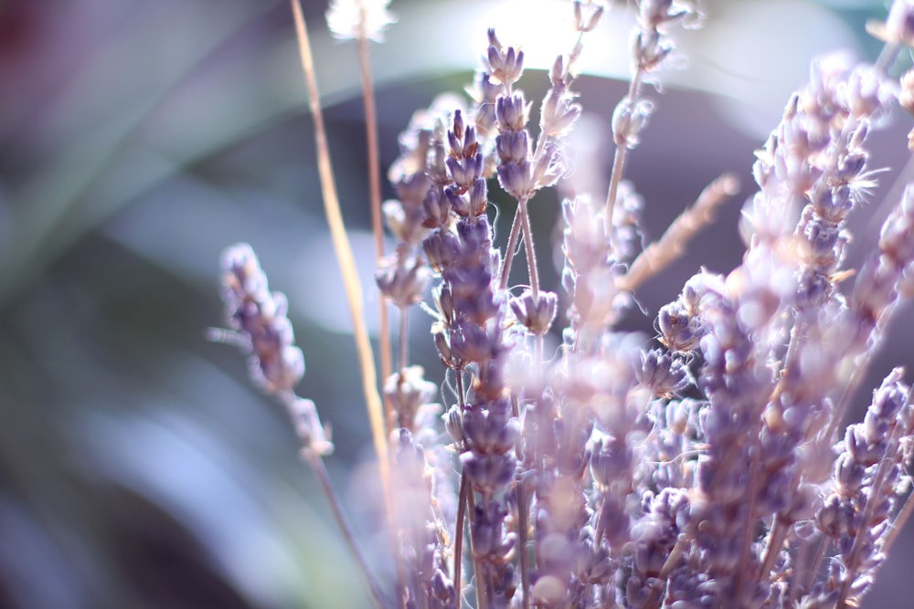 fleur marron et blanc dans l’objectif macro