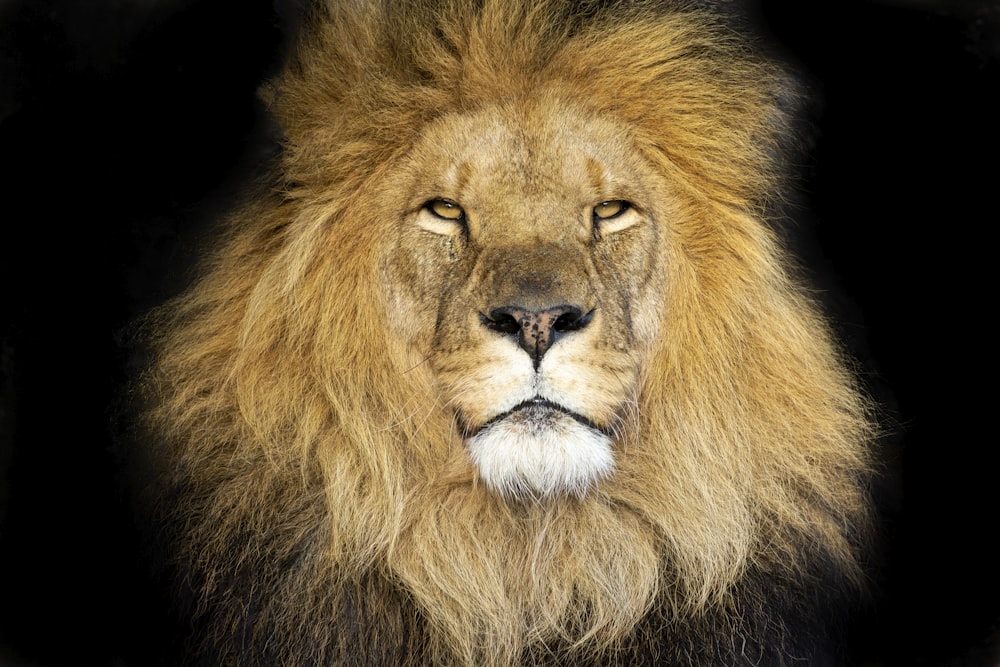 lion lying on black textile