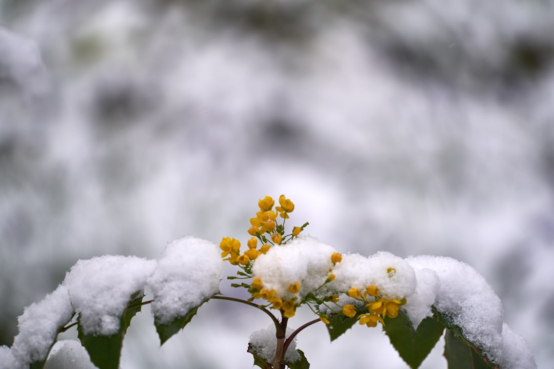 yellow and white flower on tree branch