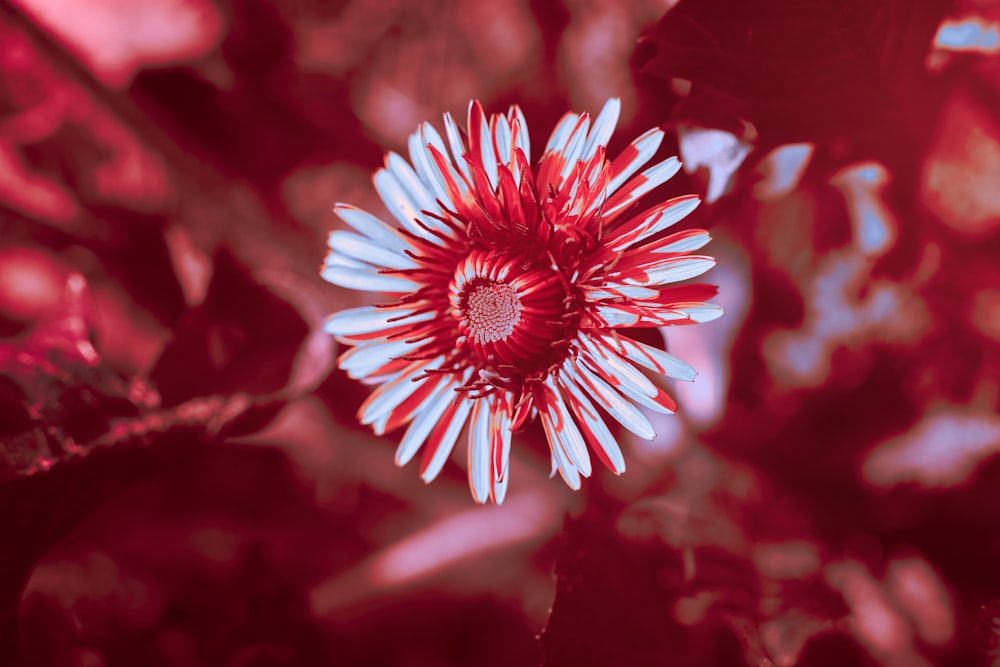 red and white flower in tilt shift lens