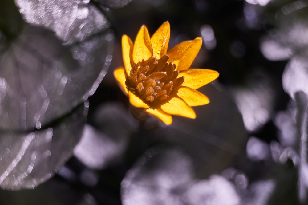 yellow flower in tilt shift lens