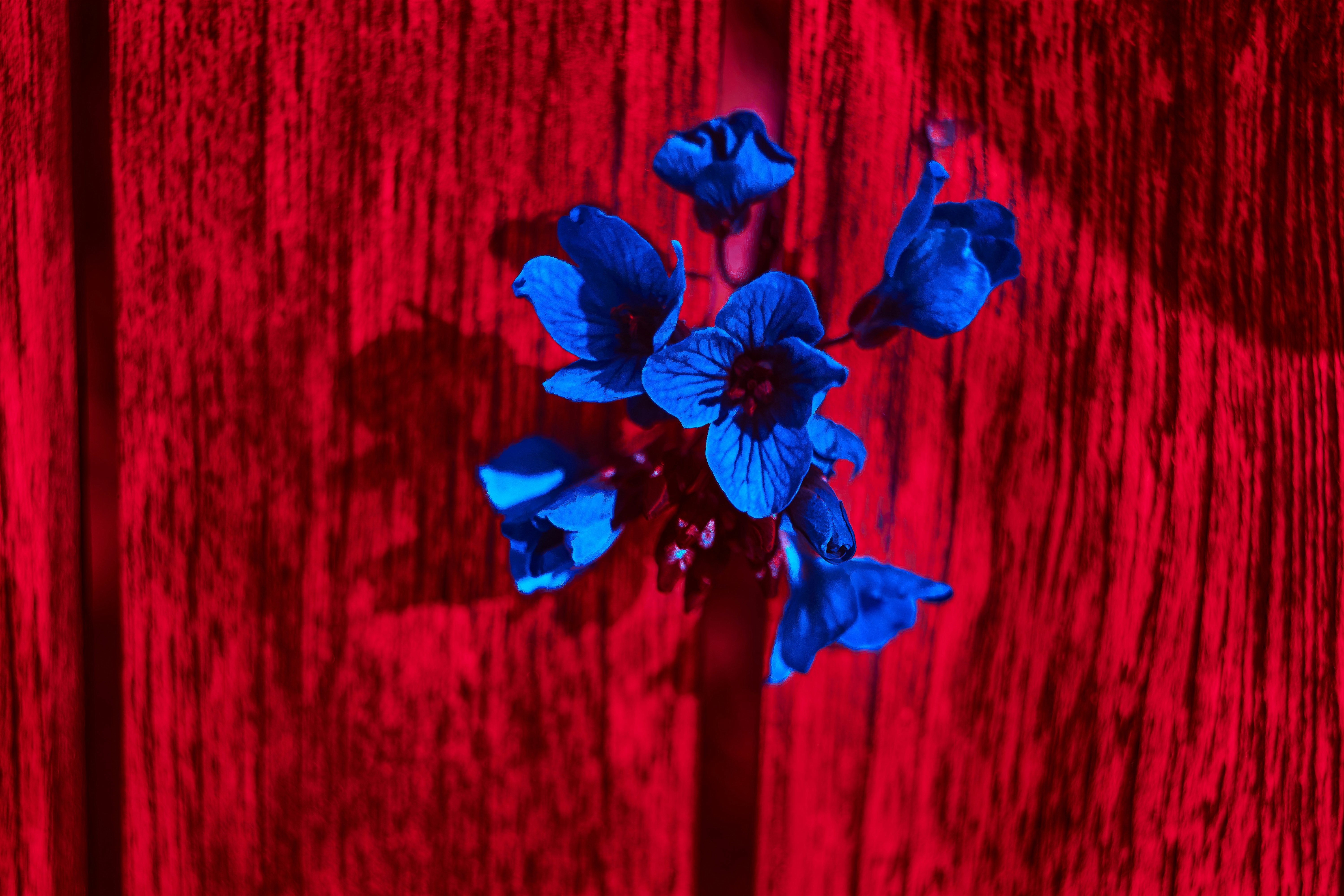 blue flower on red wooden surface