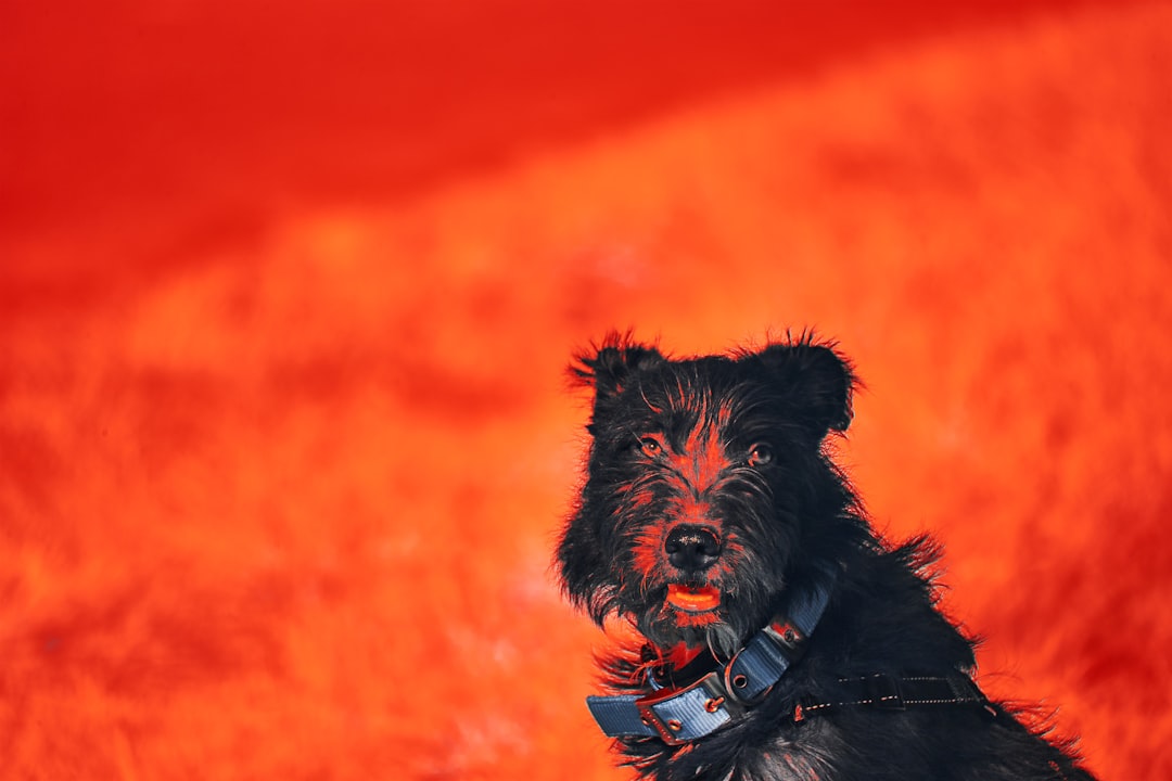 black and brown long coated dog