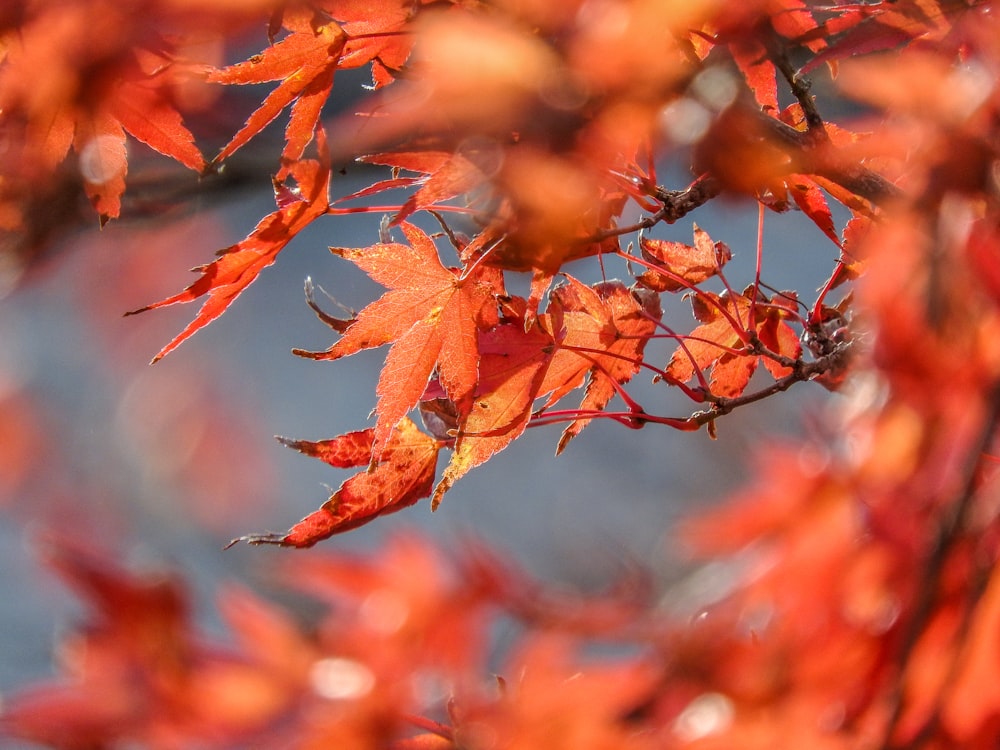 foglie rosse nella lente tilt shift