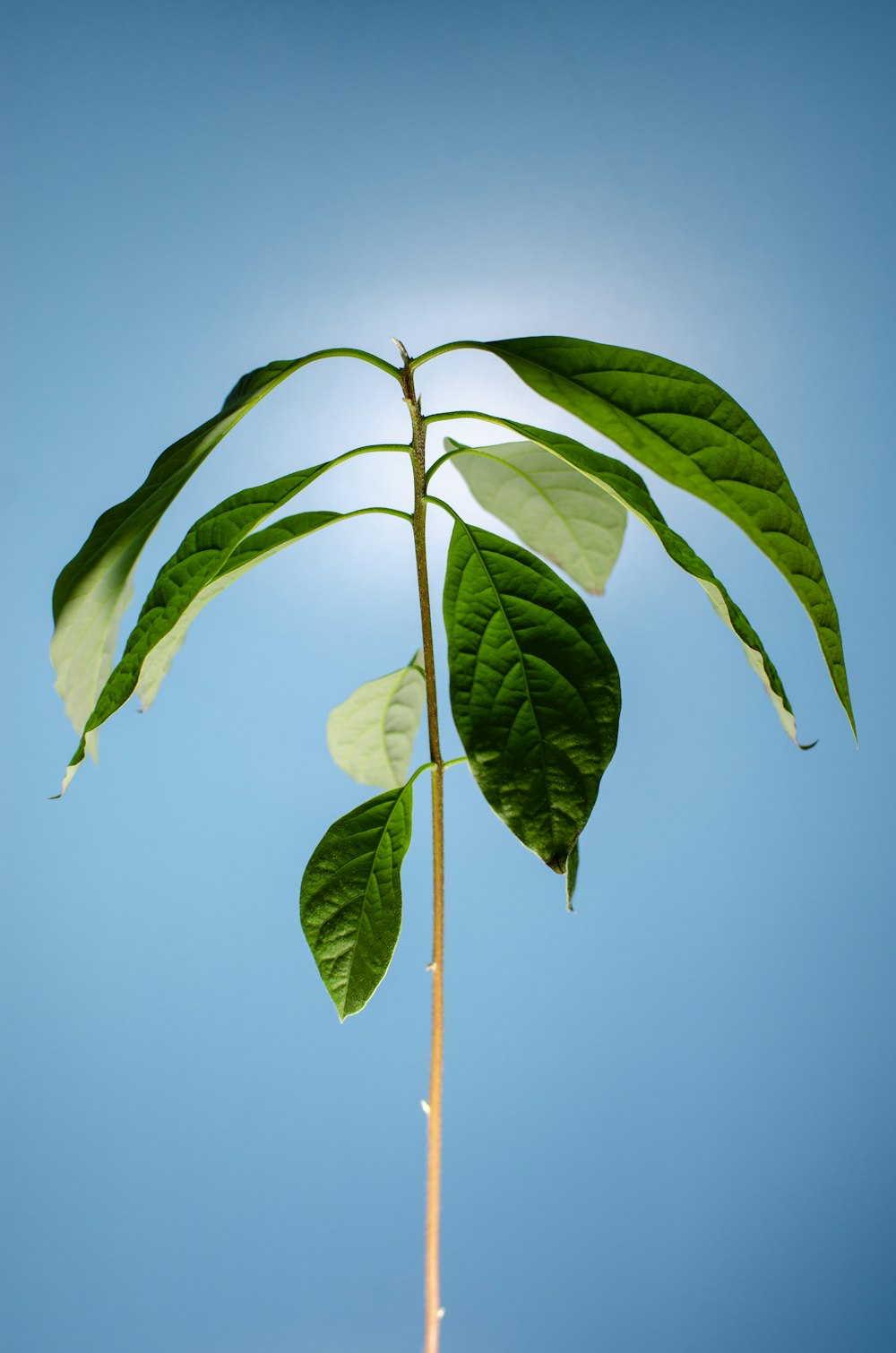 green leaves under blue sky during daytime