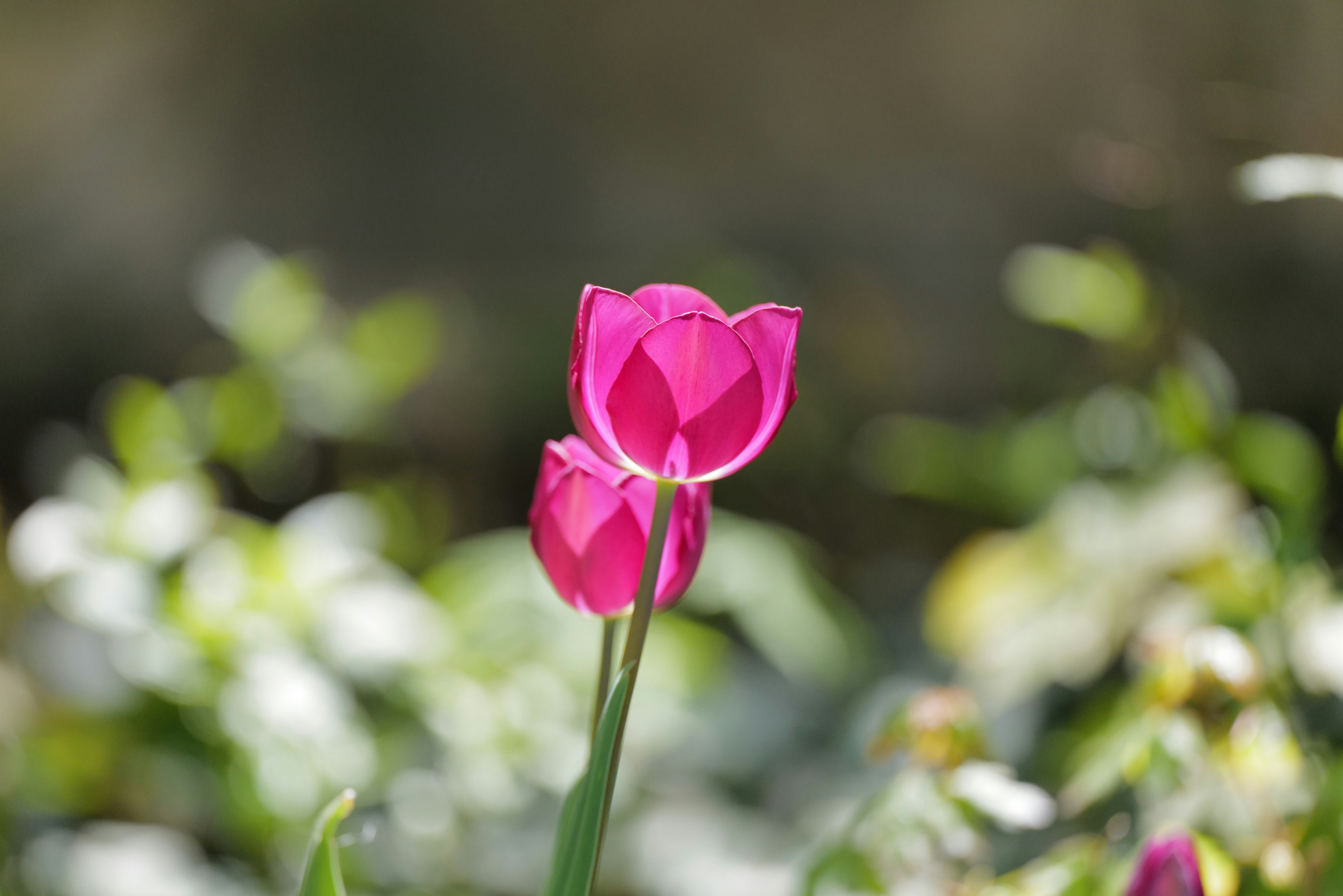 Photo by georgeiermann