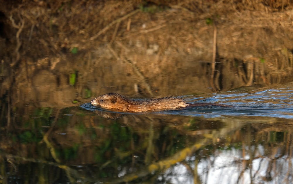 brown and black animal on body of water during daytime