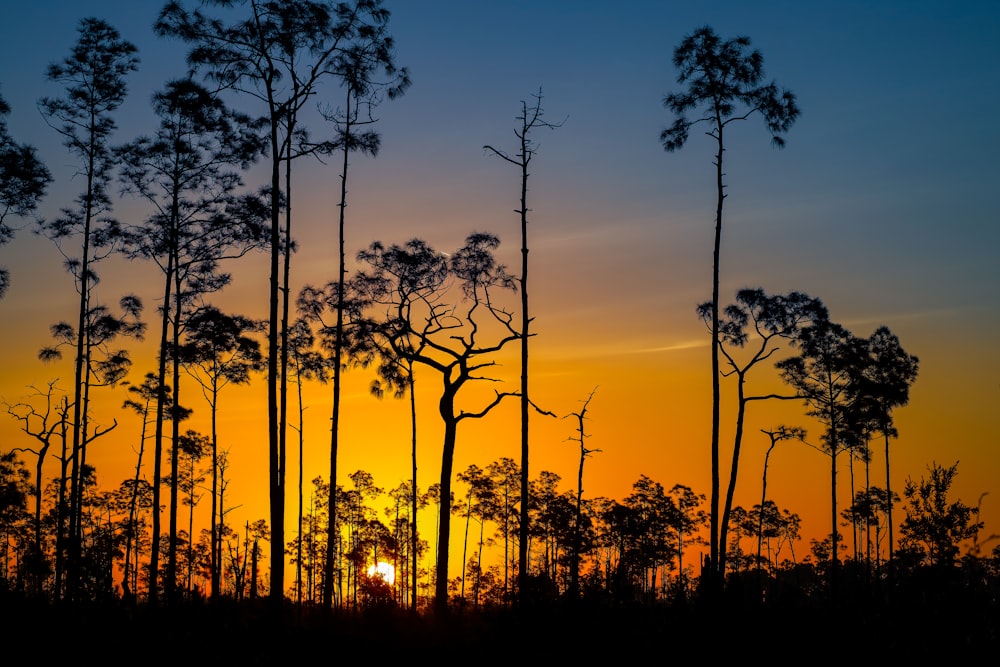 silhouette of trees during sunset