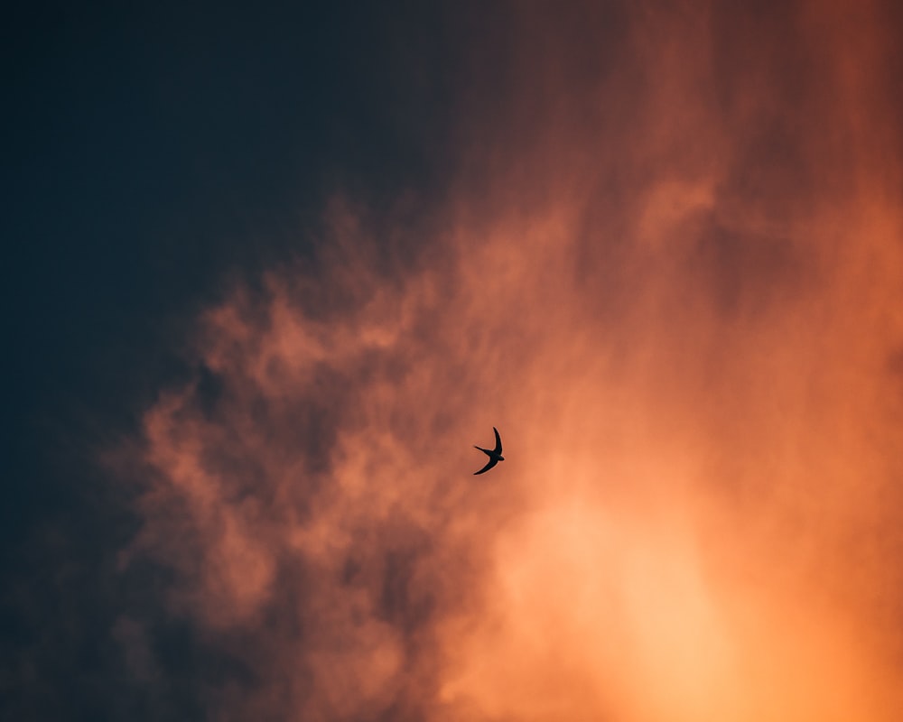 bird flying in the sky