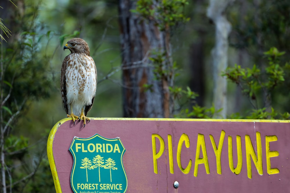 brown and white bird on yellow and green no smoking sign