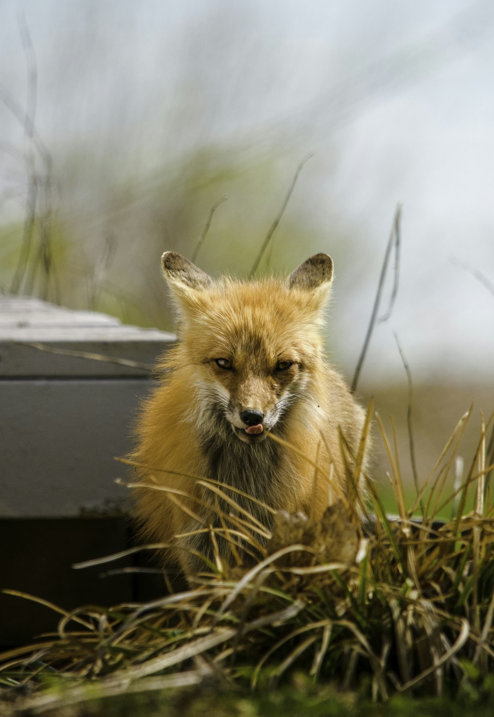 renard brun sur sol en béton noir