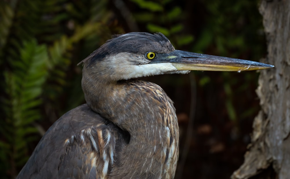 black and white long beak bird