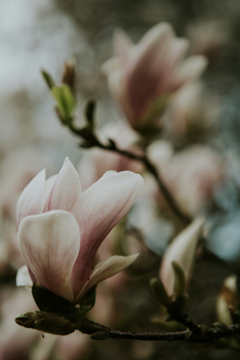 pink and white flower in tilt shift lens