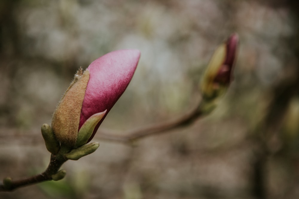 capullo de flor rosa en fotografía de primer plano