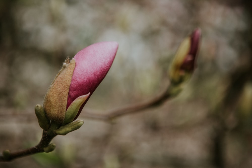bouton de fleur rose en gros plan photographie