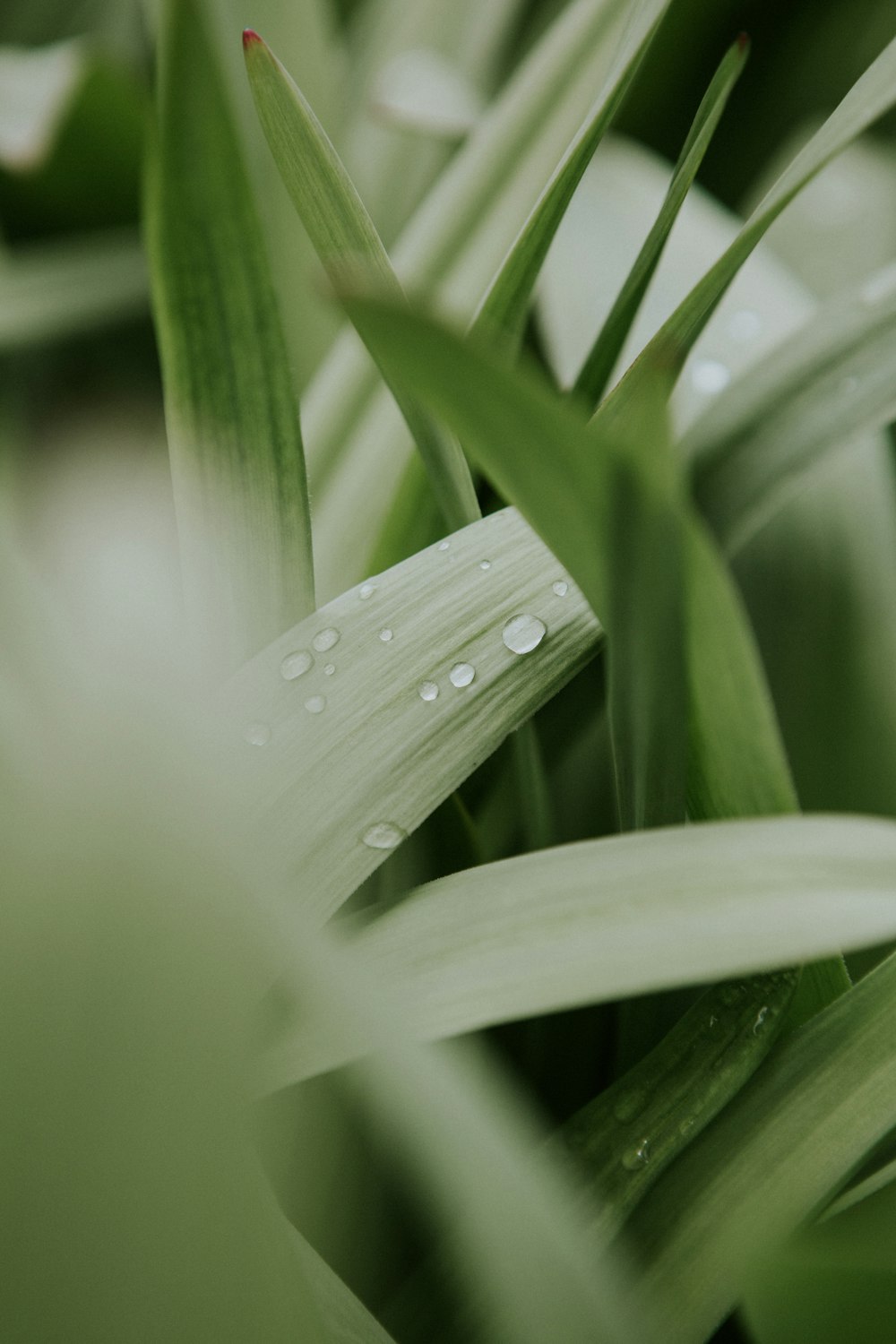 goccioline d'acqua su foglia verde