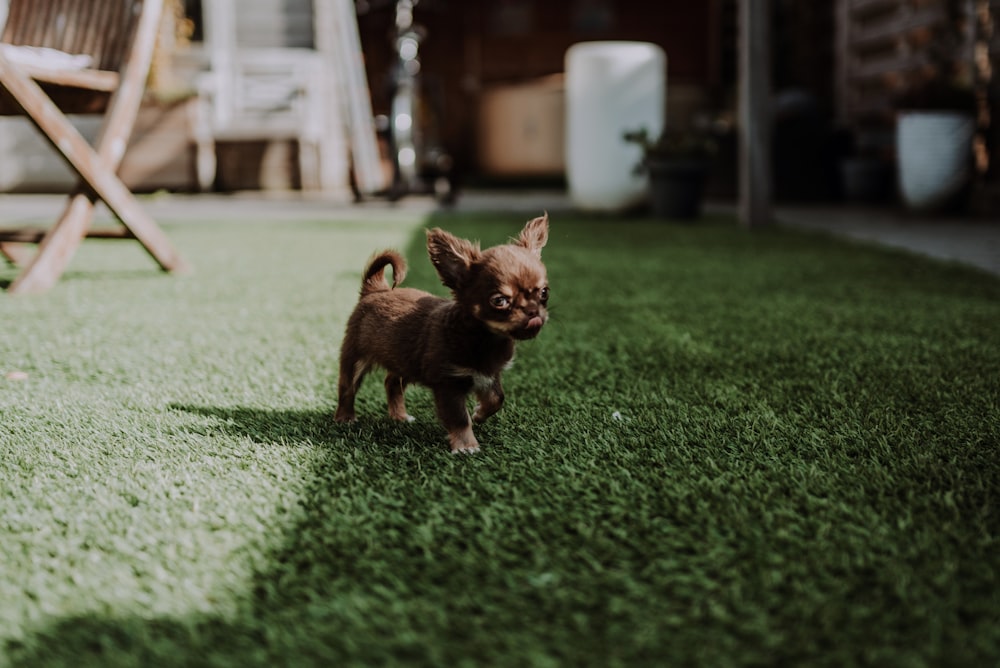 brown short coated small dog on green grass field during daytime