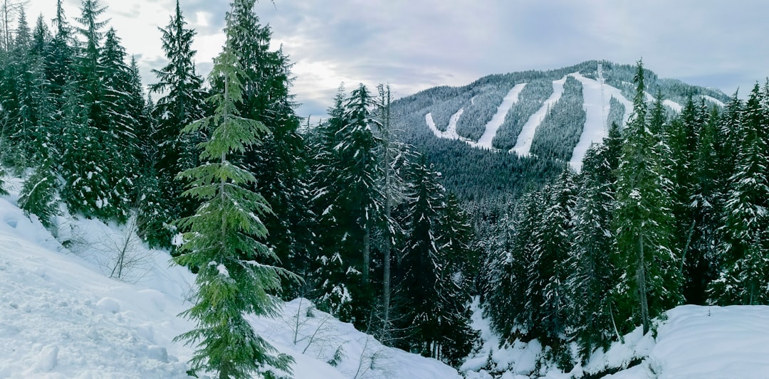 green pine trees on snow covered mountain