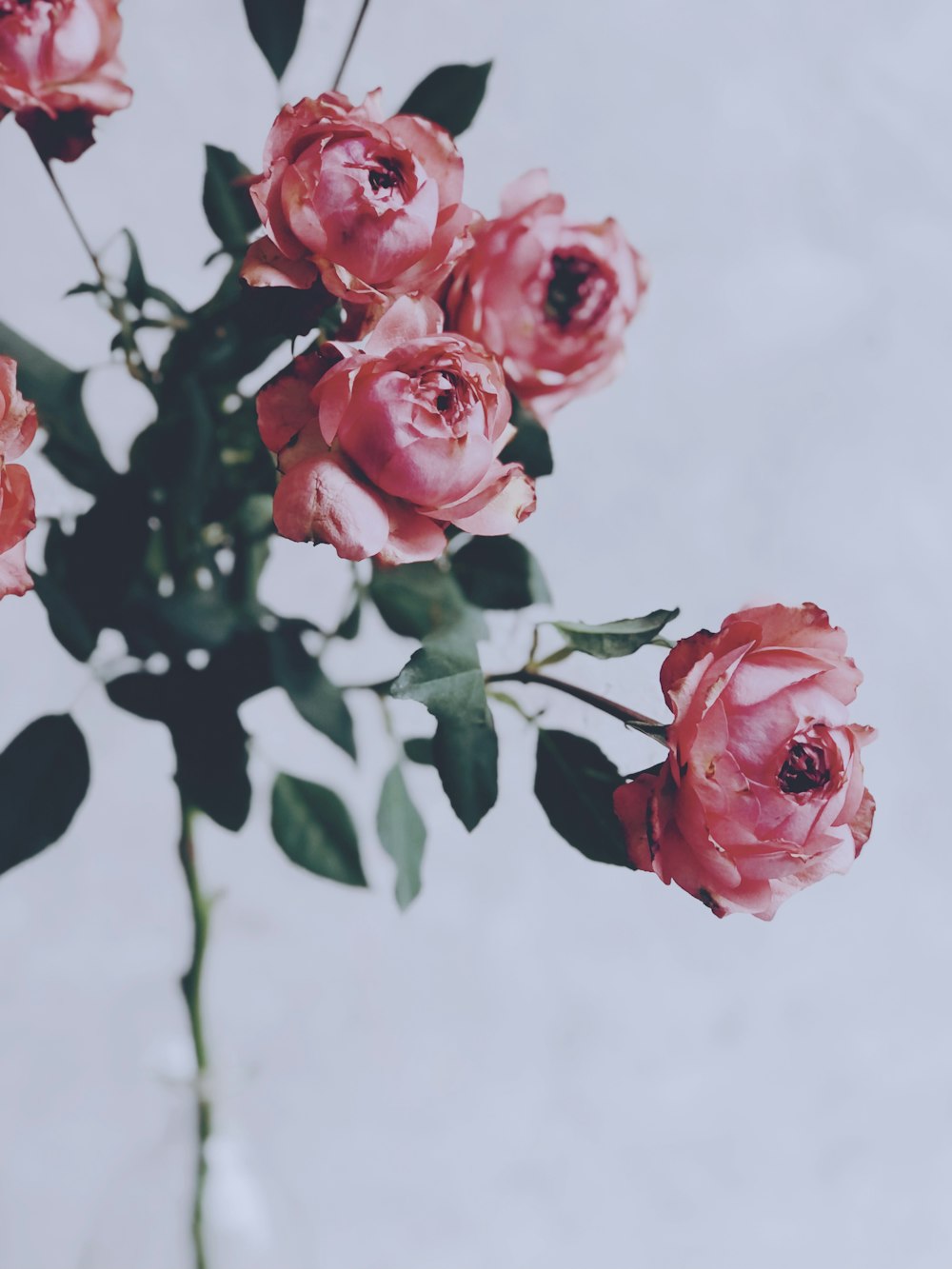 pink roses in bloom during daytime